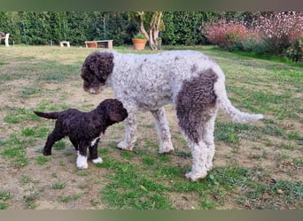 Lagotto con pedigre export rosa