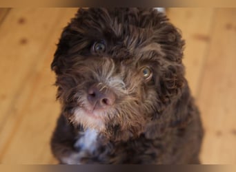 Lagotto Romagnolo Hündin mit LRWD e.V./ VDH Papieren