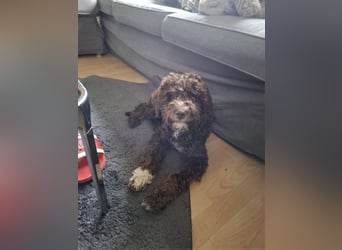 Lagotto Romagnolo Hündin mit LRWD e.V./ VDH Papieren