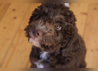 Lagotto Romagnolo Hündin mit LRWD e.V./ VDH Papieren
