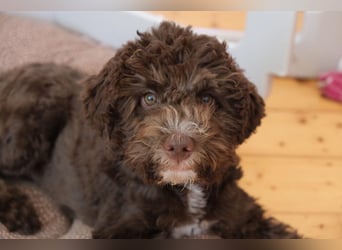 Lagotto Romagnolo Hündin mit LRWD e.V./ VDH Papieren