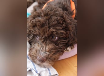 Lagotto Romagnolo Hündin mit LRWD e.V./ VDH Papieren