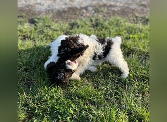Lagotto Romagnolo – Hochwertige Welpen aus der registrierten Zuchtstätte King of the Truffles