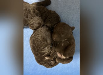 Lagotto Romagnolo – Hochwertige Welpen aus der registrierten Zuchtstätte King of the Truffles