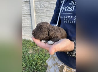 Lagotto Romagnolo – Hochwertige Welpen aus der registrierten Zuchtstätte King of the Truffles