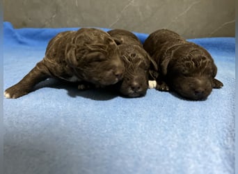 Lagotto Romagnolo – Hochwertige Welpen aus der registrierten Zuchtstätte King of the Truffles