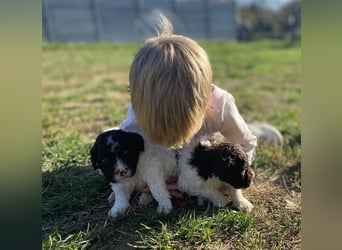 Lagotto Romagnolo – Hochwertige Welpen aus der registrierten Zuchtstätte King of the Truffles