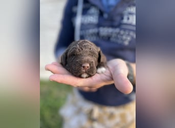 Lagotto Romagnolo – Hochwertige Welpen aus der registrierten Zuchtstätte King of the Truffles