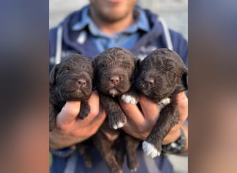 Lagotto Romagnolo – Hochwertige Welpen aus der registrierten Zuchtstätte King of the Truffles