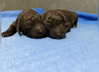Lagotto Romagnolo – Hochwertige Welpen aus der registrierten Zuchtstätte King of the Truffles