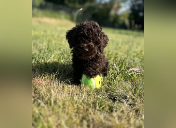 Lagotto Romagnolo – Hochwertige Welpen aus der registrierten Zuchtstätte King of the Truffles