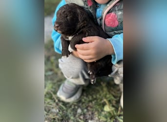 Lagotto Romagnolo – Hochwertige Welpen aus der registrierten Zuchtstätte King of the Truffles