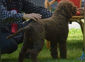 Lagotto Romagnolo – Hochwertige Welpen aus der registrierten Zuchtstätte King of the Truffles