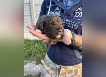 Lagotto Romagnolo – Hochwertige Welpen aus der registrierten Zuchtstätte King of the Truffles