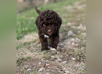 Lagotto Romagnolo – Hochwertige Welpen aus der registrierten Zuchtstätte King of the Truffles