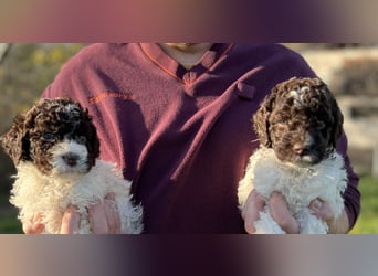 Lagotto Romagnolo – Hochwertige Welpen aus der registrierten Zuchtstätte King of the Truffles