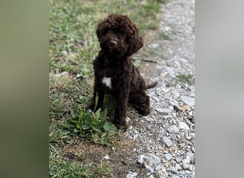 Lagotto Romagnolo – Hochwertige Welpen aus der registrierten Zuchtstätte King of the Truffles