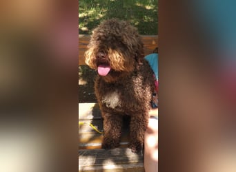 Lagotto Romagnolo – Hochwertige Welpen aus der registrierten Zuchtstätte King of the Truffles