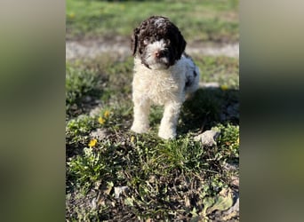 Lagotto Romagnolo – Hochwertige Welpen aus der registrierten Zuchtstätte King of the Truffles