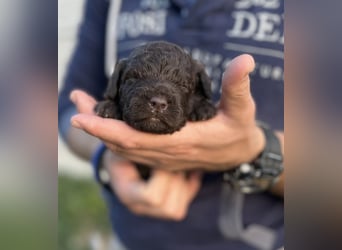 Lagotto Romagnolo – Hochwertige Welpen aus der registrierten Zuchtstätte King of the Truffles
