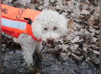 Lagotto Romagnolo