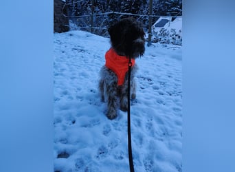 Lagotto Romagnolo