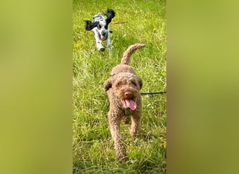 Chewie sucht derzeit keine Trüffel sondern ein tolles  Zuhause ….