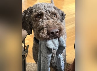 Chewie sucht derzeit keine Trüffel sondern ein tolles  Zuhause ….