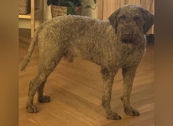 Chewie sucht derzeit keine Trüffel sondern ein tolles  Zuhause ….