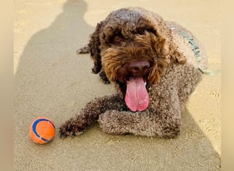 Chewie sucht derzeit keine Trüffel sondern ein tolles  Zuhause ….