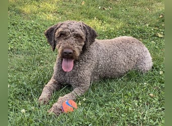 Chewie sucht derzeit keine Trüffel sondern ein tolles  Zuhause ….