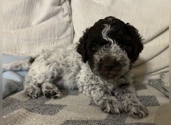 Lagotto Romagnolo Welpen 