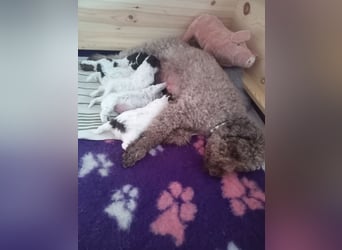 Lagotto Romagnolo Welpen 