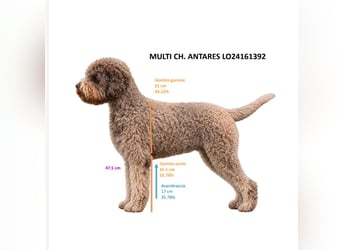 Deckrüde ANTARES Lagotto Romagnolo