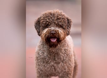 Deckrüde ANTARES Lagotto Romagnolo