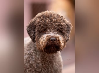 Deckrüde ANTARES Lagotto Romagnolo