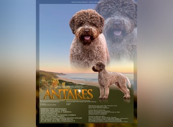 Deckrüde ANTARES Lagotto Romagnolo