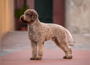 Deckrüde ANTARES Lagotto Romagnolo