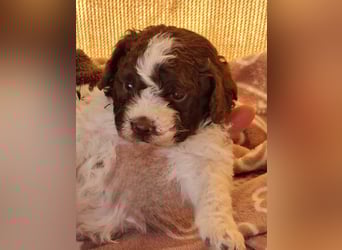 Lagotta Romagnolo Welpen