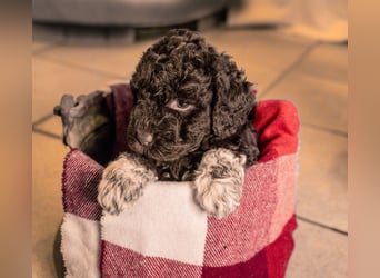 Lagotto Romagnolo Welpen