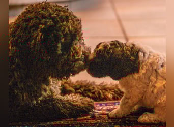 Lagotto Romagnolo Welpen