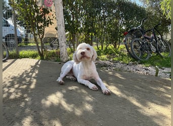 Squid (3) unser Lagotto Wirbelwind