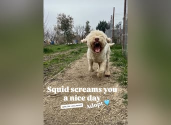 Squid (3) unser Lagotto Wirbelwind