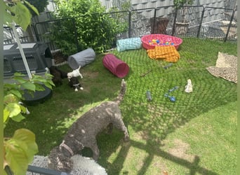 Lagotto Romagnolo