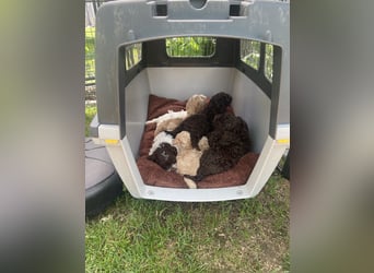 Lagotto Romagnolo