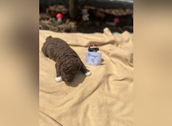 Lagotto Romagnolo