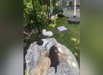 Lagotto Romagnolo