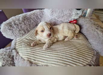 Cuccioli di Lagotto Romagnolo con pedigree export