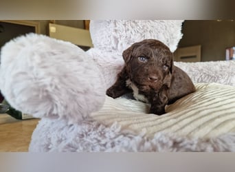 Cuccioli di Lagotto Romagnolo con pedigree export
