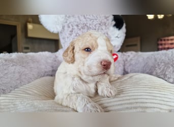 Cuccioli di Lagotto Romagnolo con pedigree export
